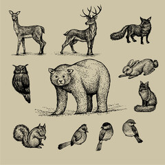 North american animal set illustration bundle suitable for a variety of icons and logos