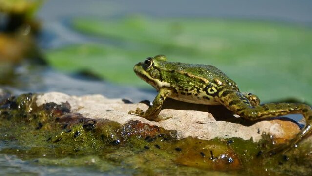 Super slow motion of wild Frog moving on outstanding rock of lake during sunny day,close up