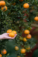 Hand reaching Tangerine from the tree to harvest.