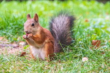Autumn squirrel with nut sits on green grass with fallen yellow leaves