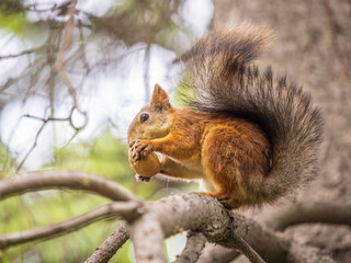 The squirrel with nut sits on tree in the autumn. Eurasian red squirrel, Sciurus vulgaris.
