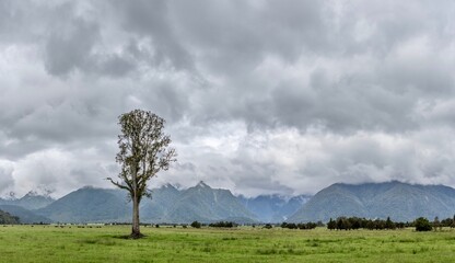 A lone tree standing in front of mountains of the glacial region of the West Coast (Te Tai Poutini)...