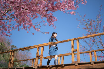 Woman with cherry blossoms or sakura flower blooming in the park