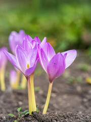 Autumn purple crocuses bloomed above the ground.