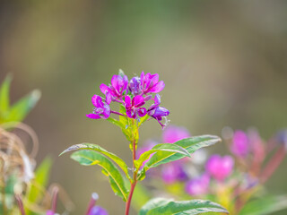 Flowers of Fireweed, Chamaenerion angostifolium on a sunny summer day