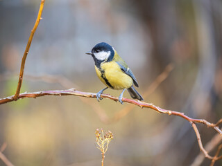 Cute bird Great tit, songbird sitting on the branch with blured background