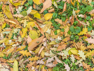 Orange, brown and yellow fallen oak leaves in the sunlight.