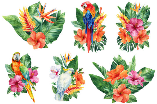 Parrot with flowers and palm leaves, exotic birds on isolated white background. Watercolor hand drawn illustration