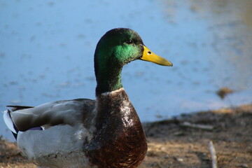 duck on the water