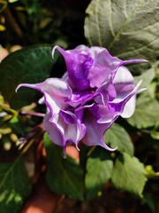 Datura Metel
