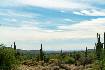 Fototapeta na wymiar Hillside ridge with saguaro cactuses in the hills of the sonora desert in arizona southwestern north america united states