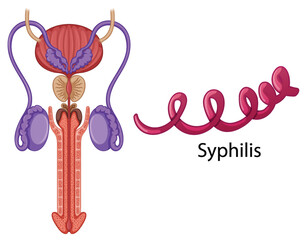 Inside the male reproductive system