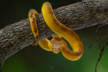 Yellow female flat nosed pit viper Craspedocephalus puniceus coils its body while hanging on a...