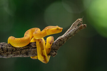 Yellow female flat nosed pit viper Craspedocephalus puniceus coils its body while hanging on a branch with bokeh background 