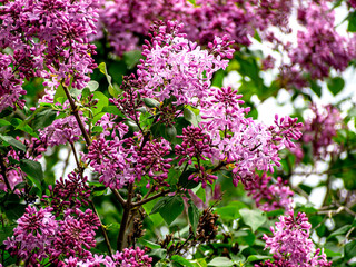 Fototapeta na wymiar spring branches of fragrant tender blooming lilac