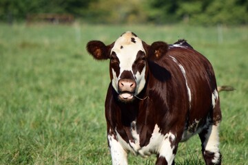 cow mooing in pasture