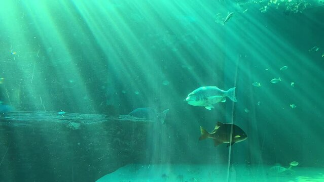 Muscle crackers,galjoen, and other fishes in a deep sea tank enjoying the sun rays reflections
