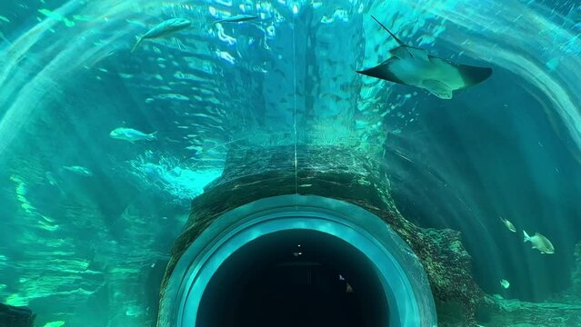 Underwater aquarium tunnel with stingrays and other fish all around