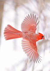 Northern Cardinal flying, Quebec, Canada