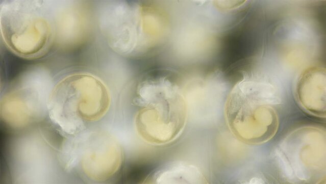 Movement of veliger mollusk larvae in laid eggs under a microscope, class Gastropoda. White Sea.