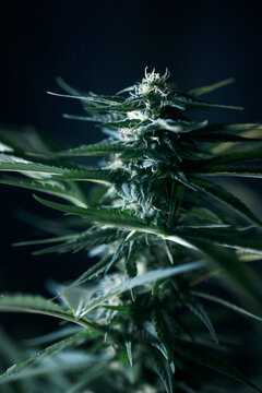 Close-up cannabis indica foliage and bud on the blooming stage in greenhouse plantation
