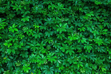 Texture of oval green leaves. Solid background of a tropical bush.