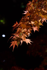 夜の紅葉