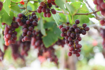 Closeup focus to fresh grape on tree