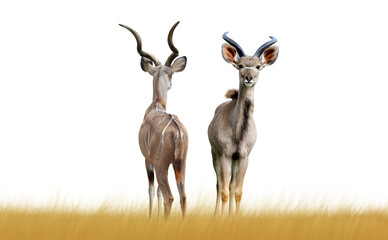 Greater kudu isolated on transparent background, PNG.	