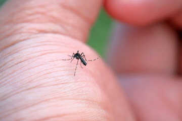 Aedes aegypti is sucking blood on the palm of the hand. The cause of malaria disease.