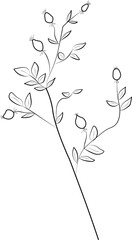 Flower Line Art