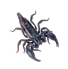 scorpion on transparent png