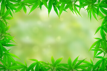 marijuana leaf photo frame Herbs on a green background