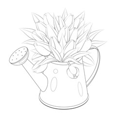 Gentle spring illustration. Tulips in a garden watering can. Vector illustration. Isolated on white. Childrens coloring book. Monochrome, black and white graphic.