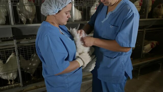 Veterinary specialists examining the white chickens growing at the farm. Veterinary doctors inspecting the farmed chicken birds. Veterinary check up on the chicken at the agricultural farm.