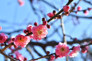 梅の花
