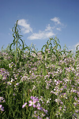 Obraz premium Wild flowers say hello