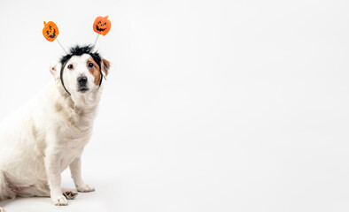 Fototapeta premium Fun portrait of a dog with pumpkins. Halloween holiday.