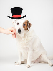 Funny portrait of a dog with a hat. Funny animals.