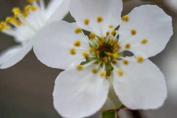 a flower closeup
