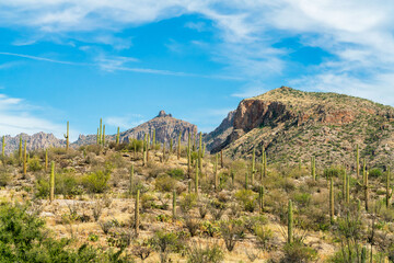 Saguaro cactus ravine in the hills of the north american desert in arizona in sonora with visible cliff peaks and mountains