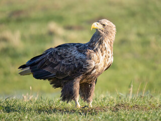 white-tailed eagle