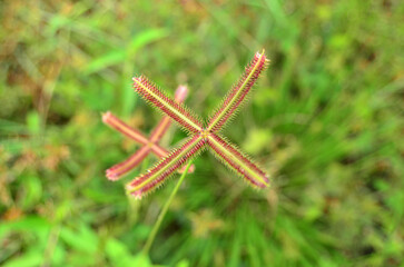 The flowers of Dactyloctenium aegyptium or crowsfoot grass are brown with four-finger shapes