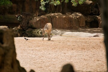 Long distance shot of a zebra baby playing with a bird, in the background a rocky landscape with water and trees.