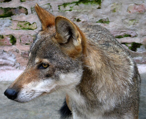 Eurasian wolf (Canis lupus lupus) portrait