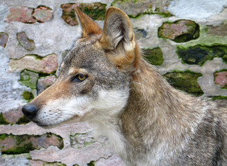 Eurasian wolf (Canis lupus lupus) portrait