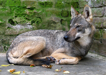 Eurasian wolf (Canis lupus lupus) portrait