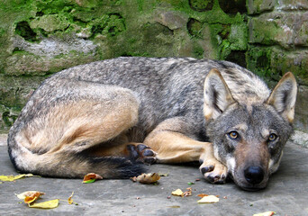 Eurasian wolf (Canis lupus lupus) portrait