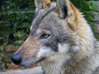Eurasian wolf (Canis lupus lupus) portrait