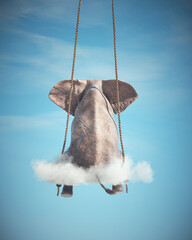 Elephant sitting on a swing. Freedom and happiness concept.